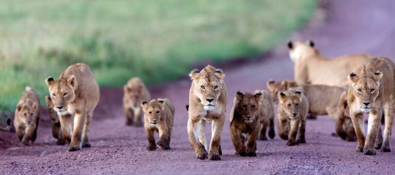 Ngorongoro-crater-animal