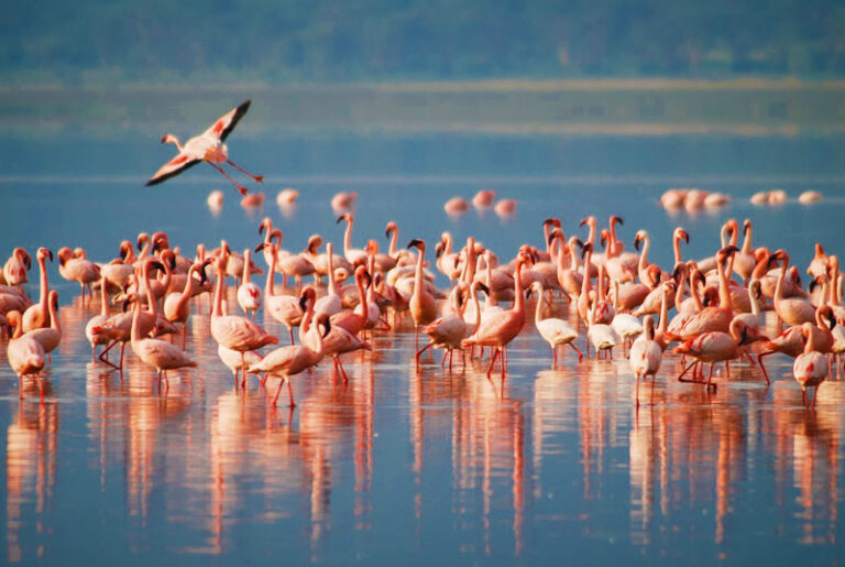 flamingo lake manyara