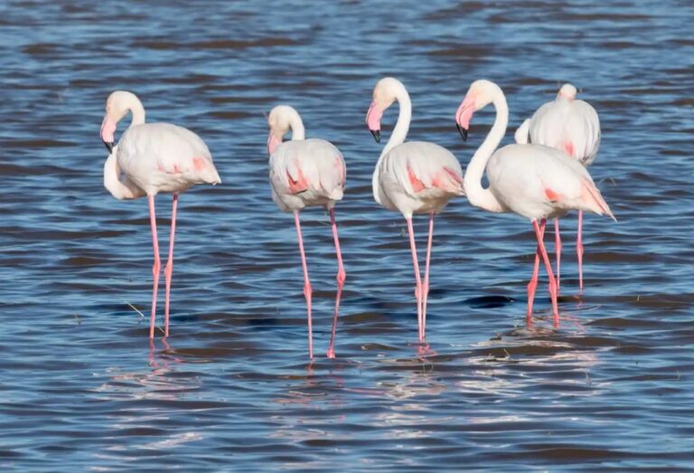 flamingo manyara