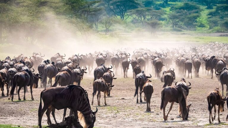 migration serengeti safari