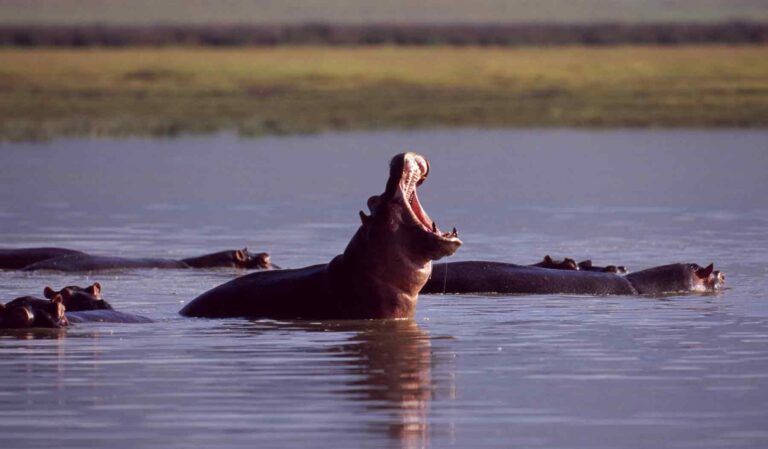 ngorongoro-Hippos
