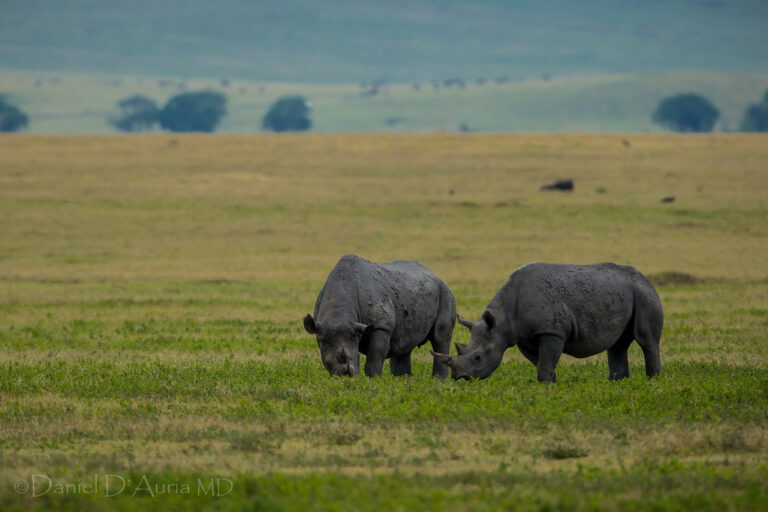 ngorongoro conc