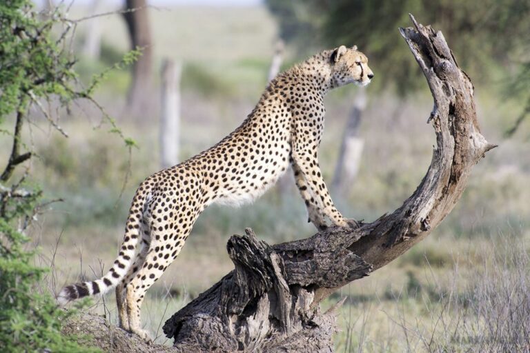 serengeti cheetah