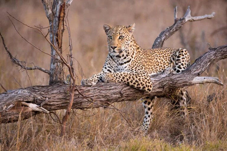 serengeti leopard